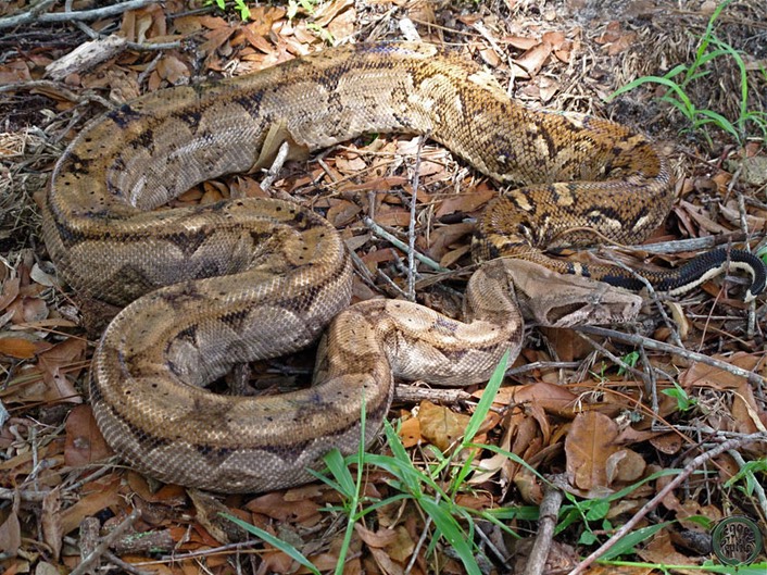 Yucatan Gilbert Boas