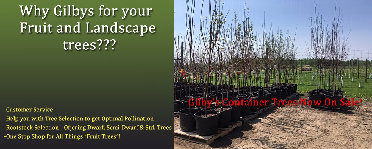 Bare Root Fruit Trees Apples Dwarf, SemiDwarf, Std