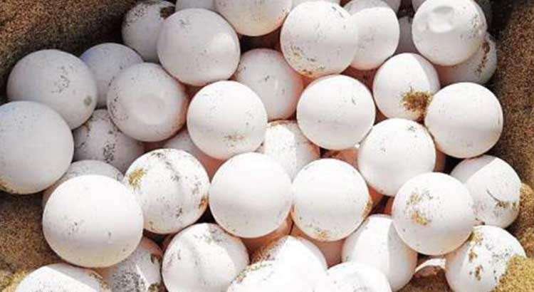 Frequently Asked Questions About Turtle Nests On The Gili Islands