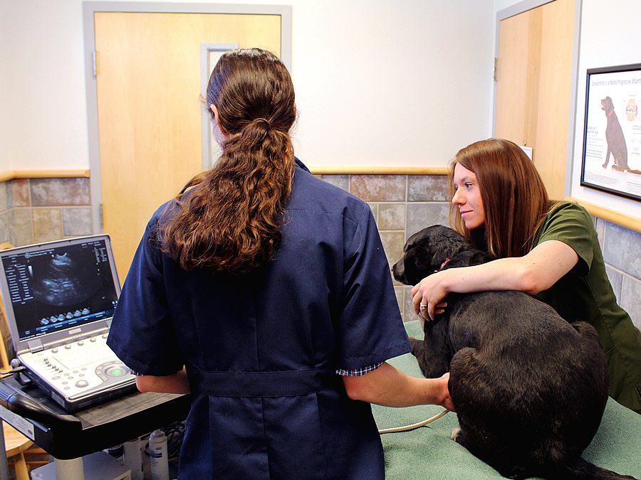 Pet Surgery Options Animal Medical Center of Wyoming Gillette, WY