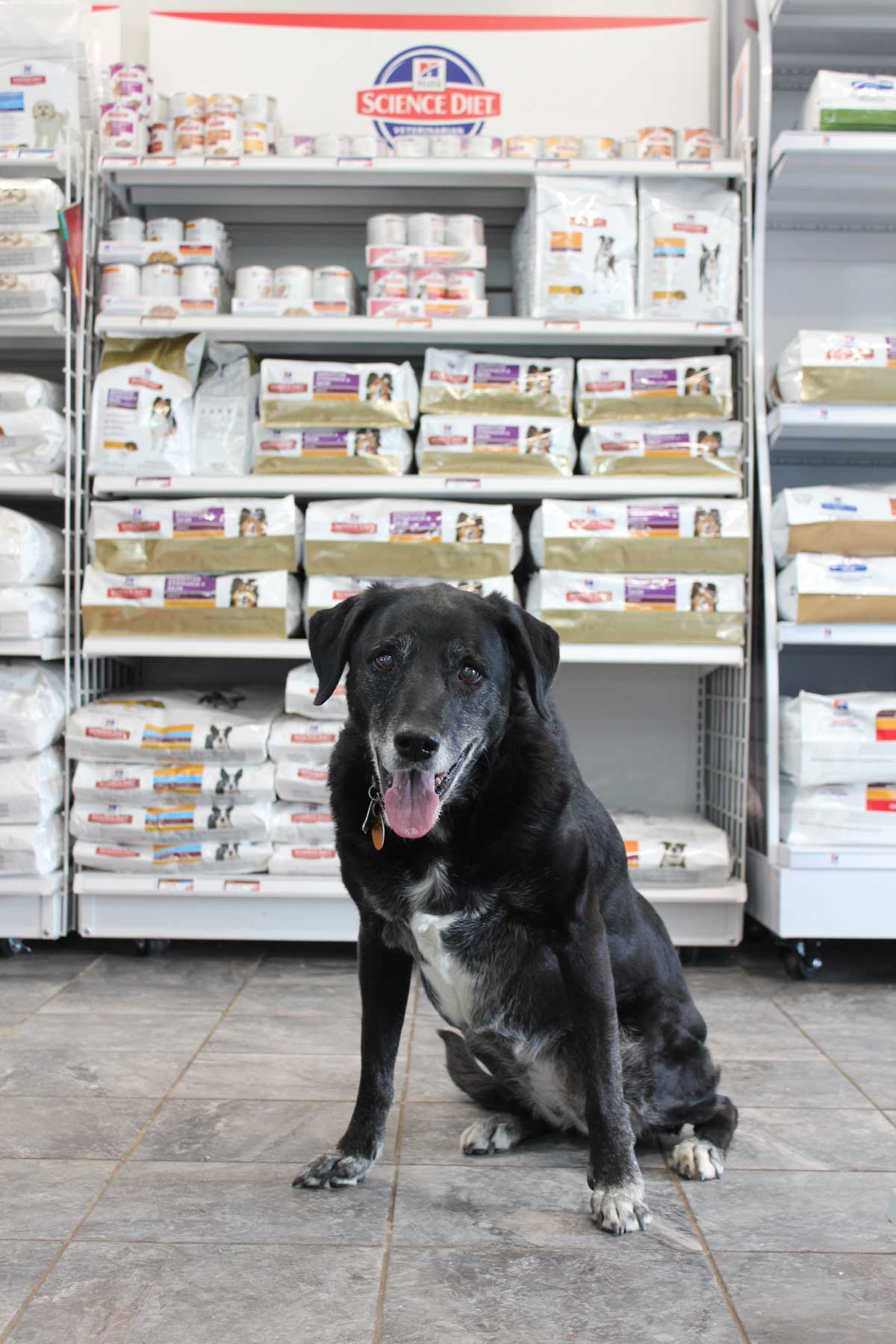 Your Gillette Veterinarian at Animal Medical Center of Wyoming