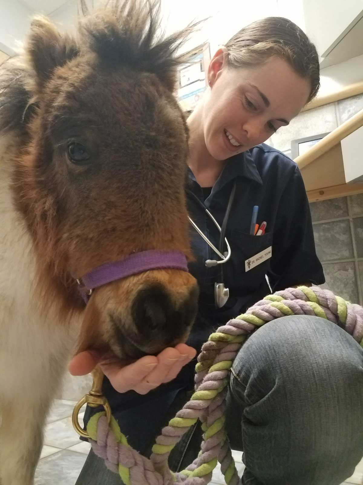 Your Gillette Veterinarian at Animal Medical Center of Wyoming
