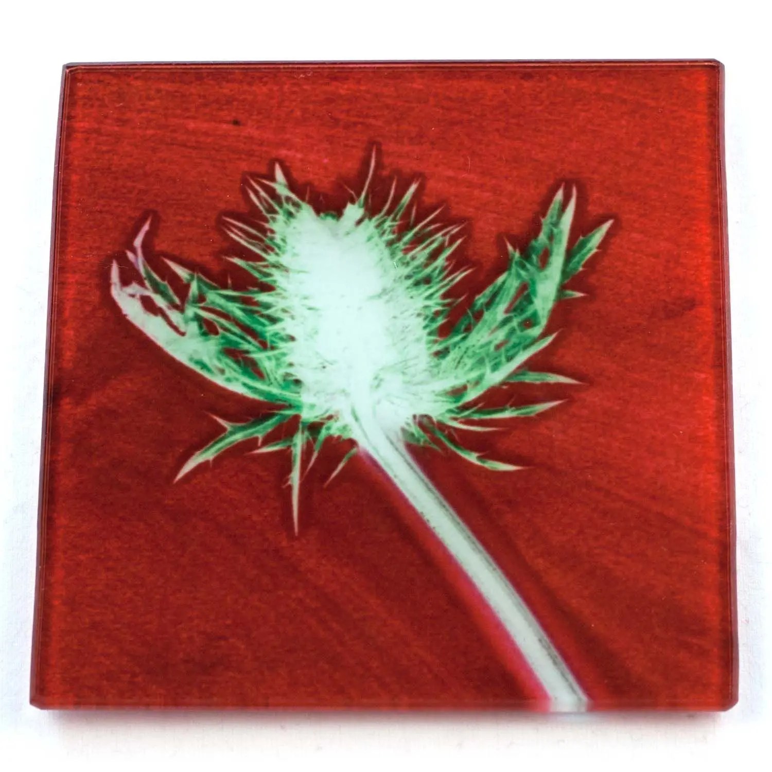 Red Thistle Botanic Style Glass Coaster Gillian Arnold
