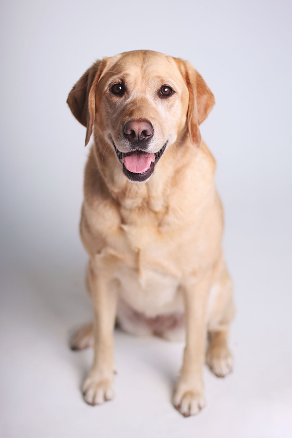 Discover 6 magical dog friendly destinations in San Luis Obispo County