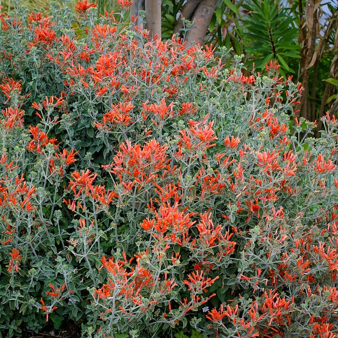 Top 10 Plants for Hummingbirds in South Texas