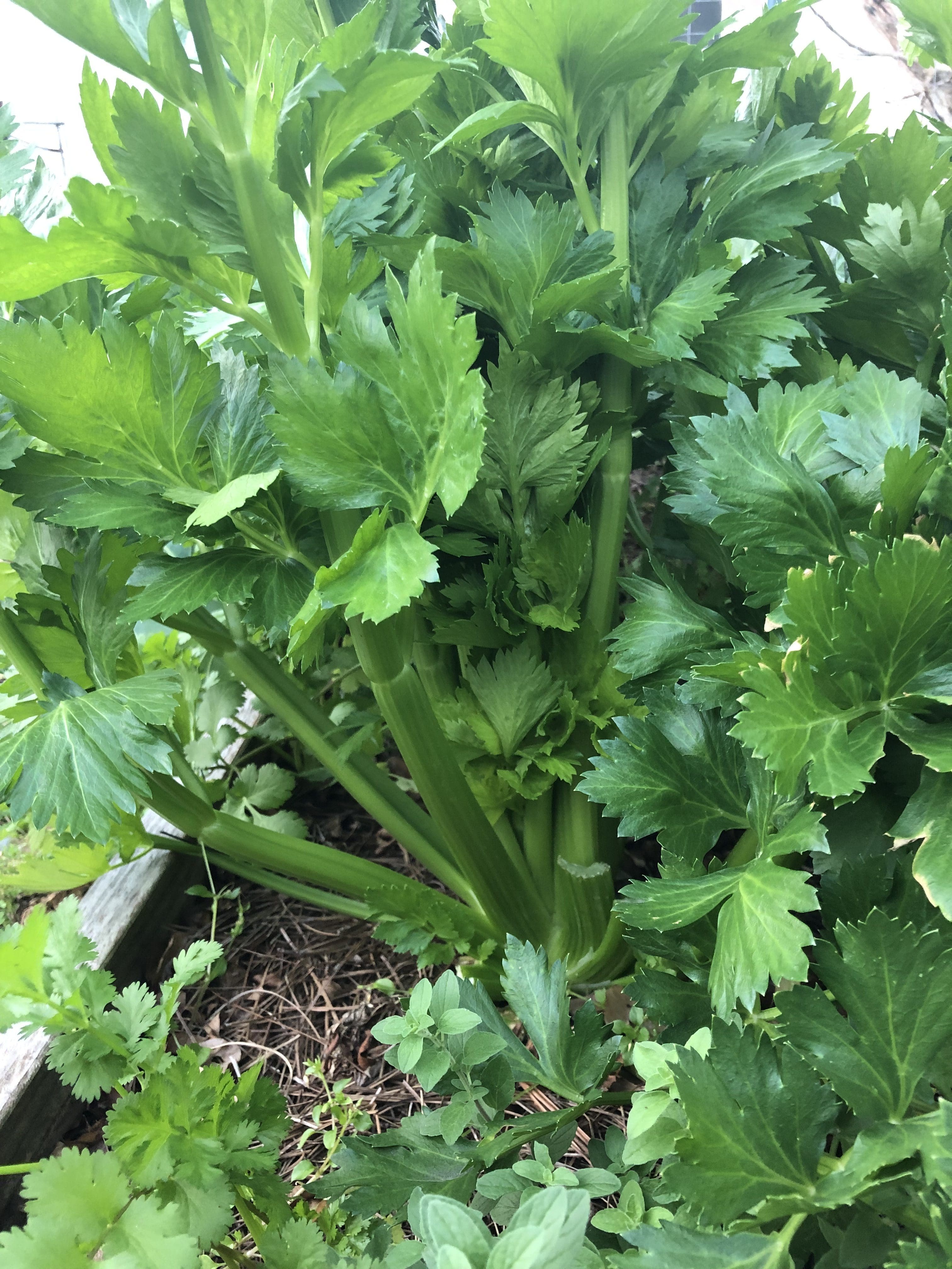 celery Gill Garden Center + Landscape Co.