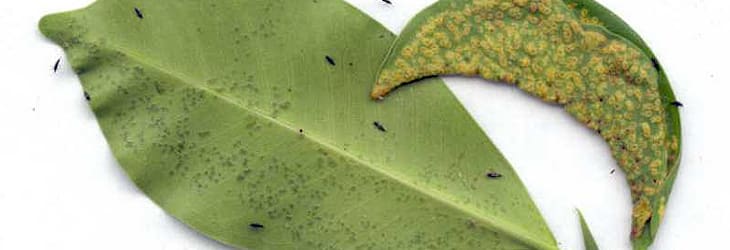 Does your Ficus Tree have curled leaves? Gill Garden Center