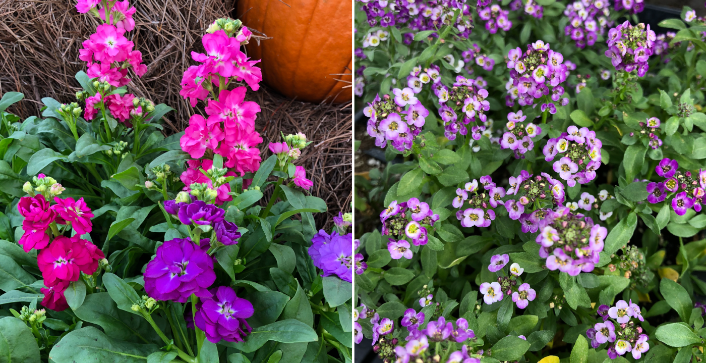 Plant Flowers Now For Winter WOW!