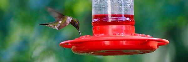 Hummingbird Feeder HowTo Gill Garden Center + Landscape Co.