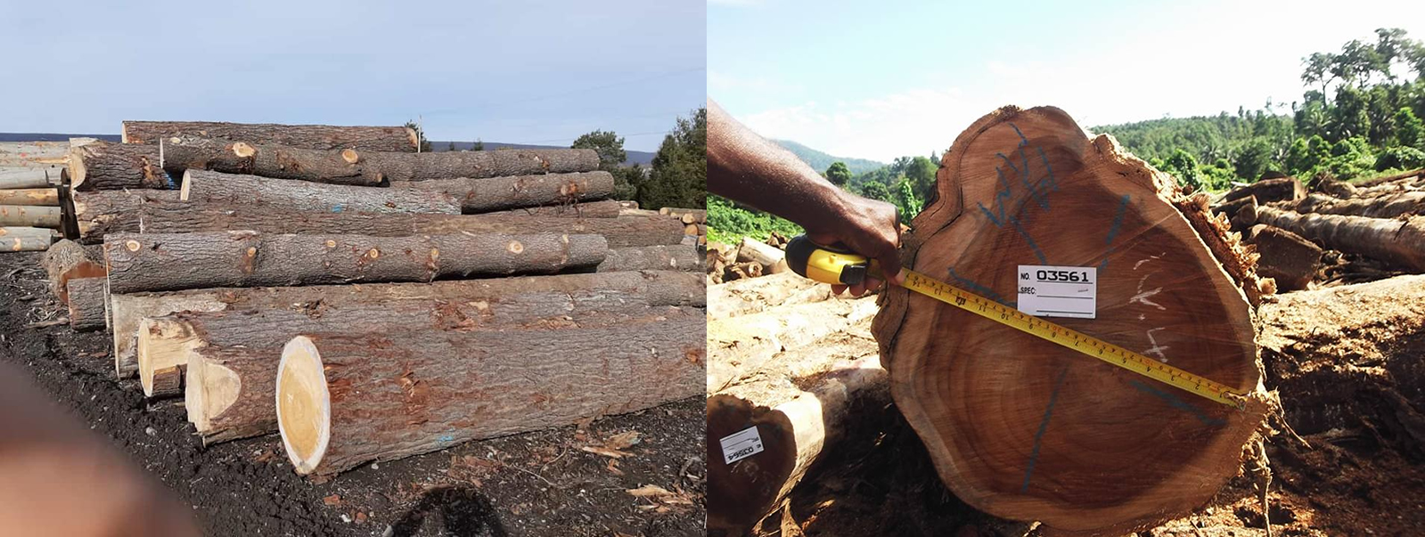 Gill Timbers International Exports of Softwoods and Hardwoods.