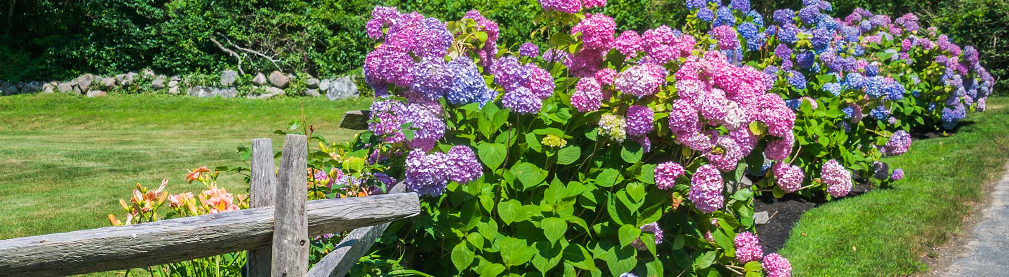 Hydrangea Care How to Plant, Grow & Care for Hydrangeas