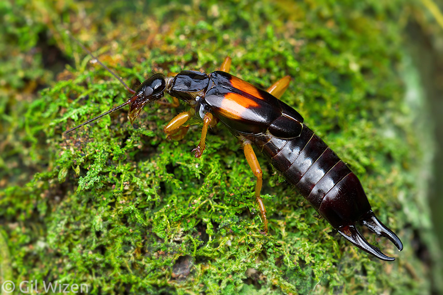 The Plot Thickens One unlucky earwig Gil Wizen