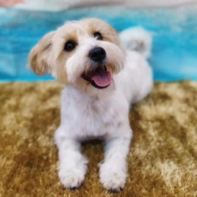 Top Dogs Lagos Professional, friendly grooming service