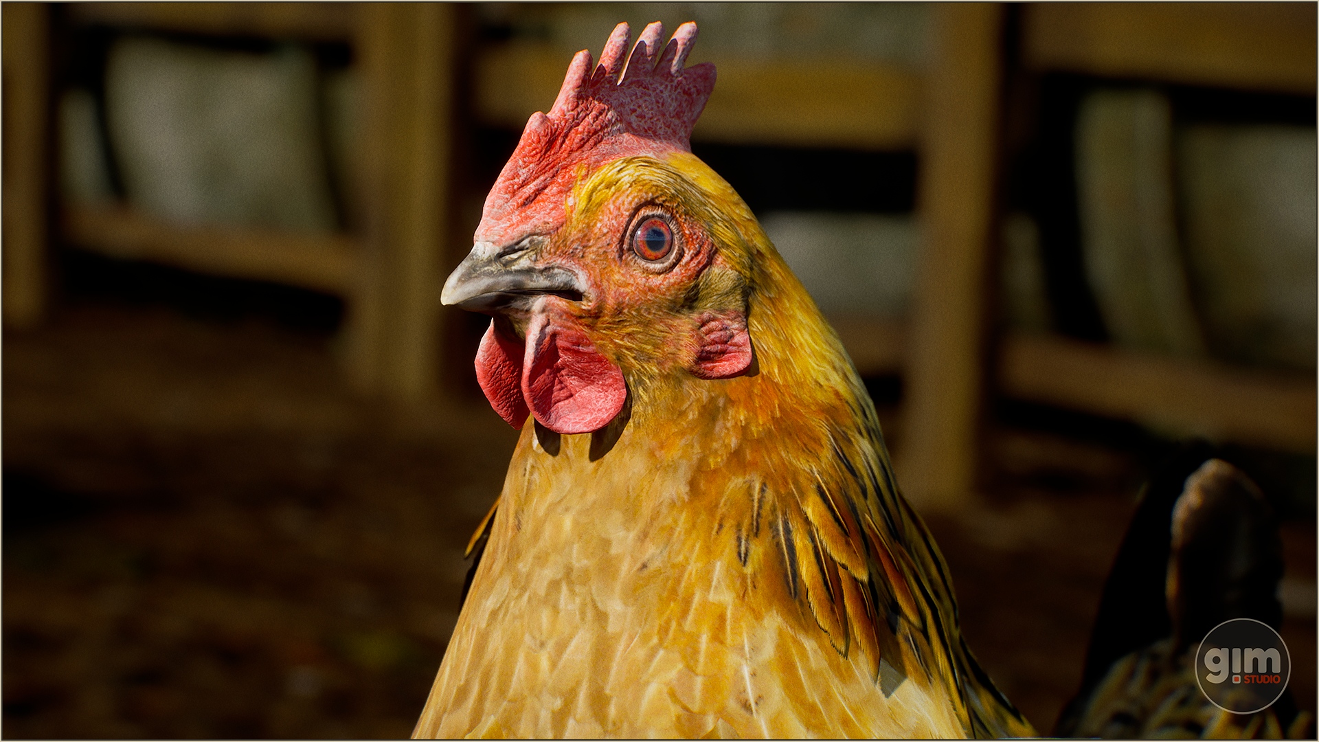 GiM Chicken for Unreal Engine and Unity