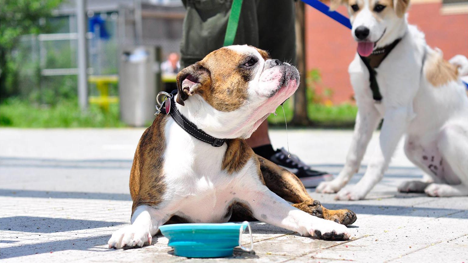 Dog Walking Midtown West, Hell’s Kitchen Gimme Paw NYC