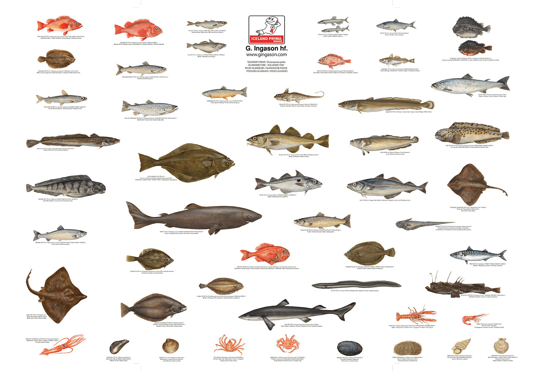 Types Of Fish In North Atlantic Ocean
