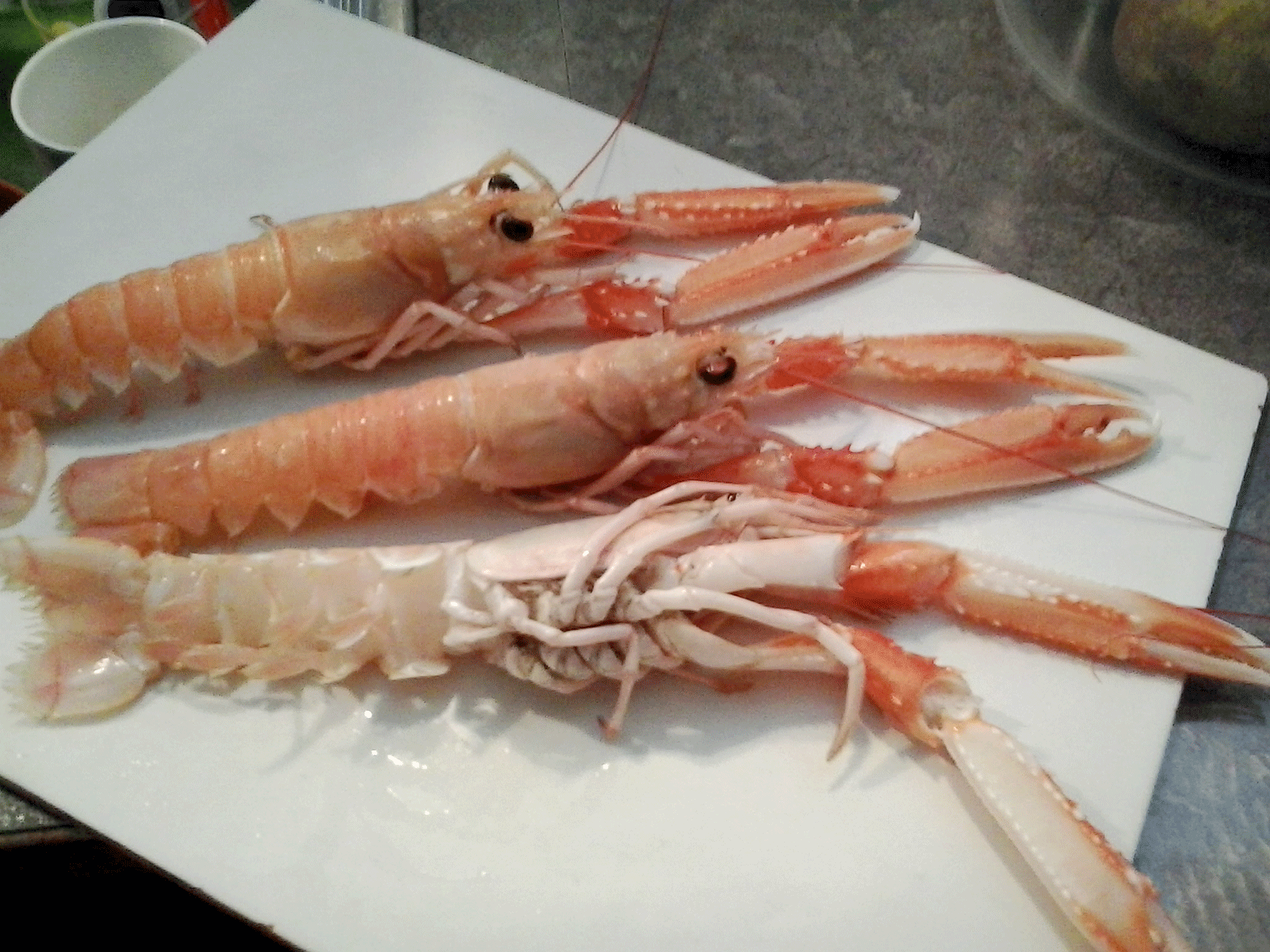 G. Ingason Seafood SCAMPI / ICELAND LOBSTER / NEPHOPS NORVEGICUS