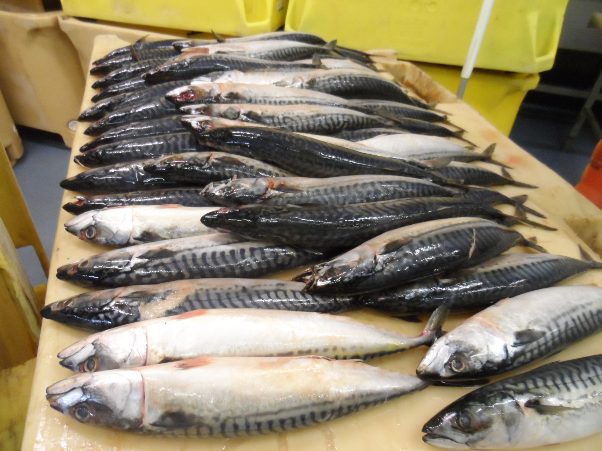 G. Ingason Seafood Atlantic mackerel whole round from IcelandOUNd