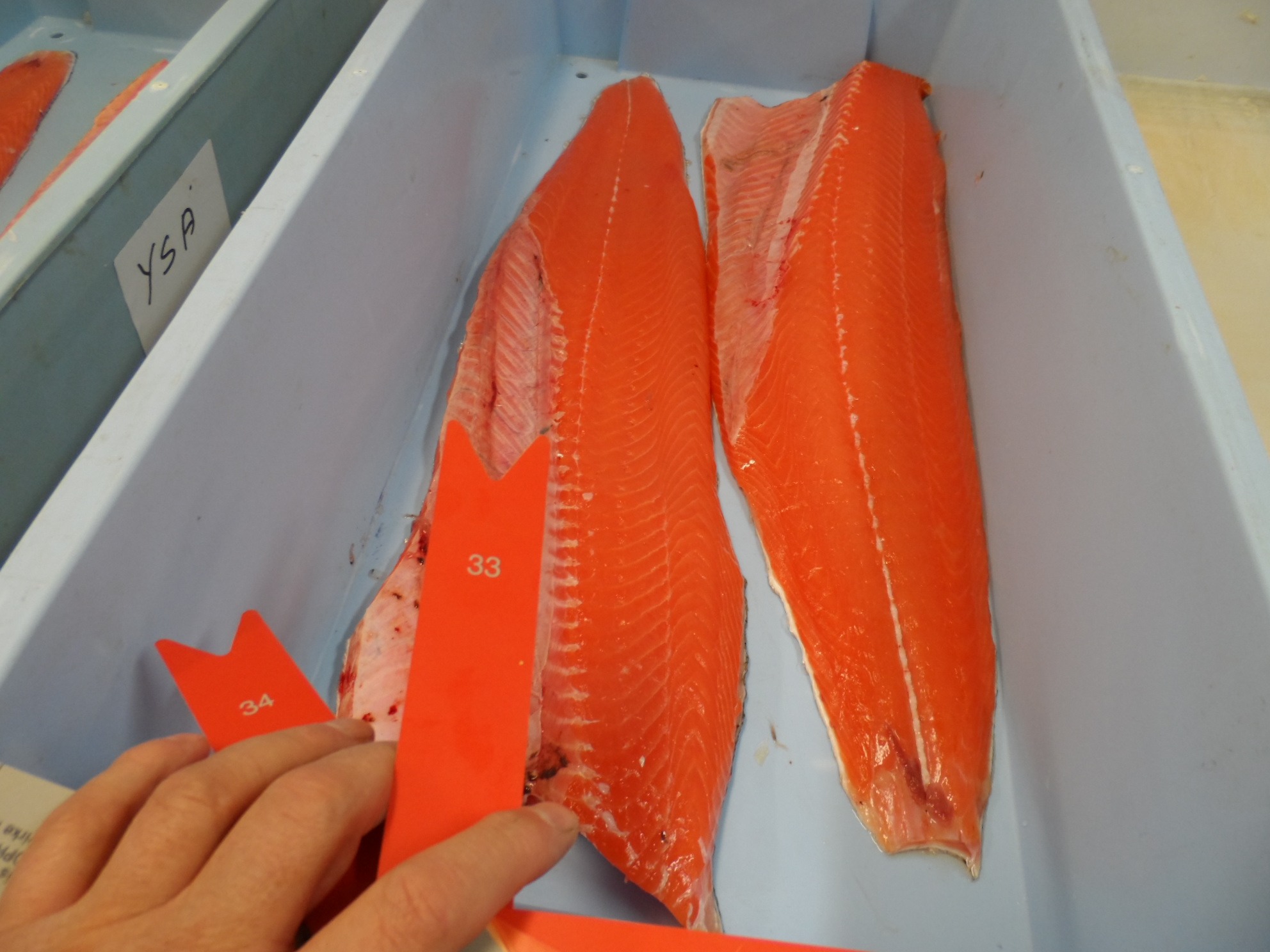 G. Ingason Seafood ATLANTIC SALMON HON GUTTED (SALMO SALAR) G