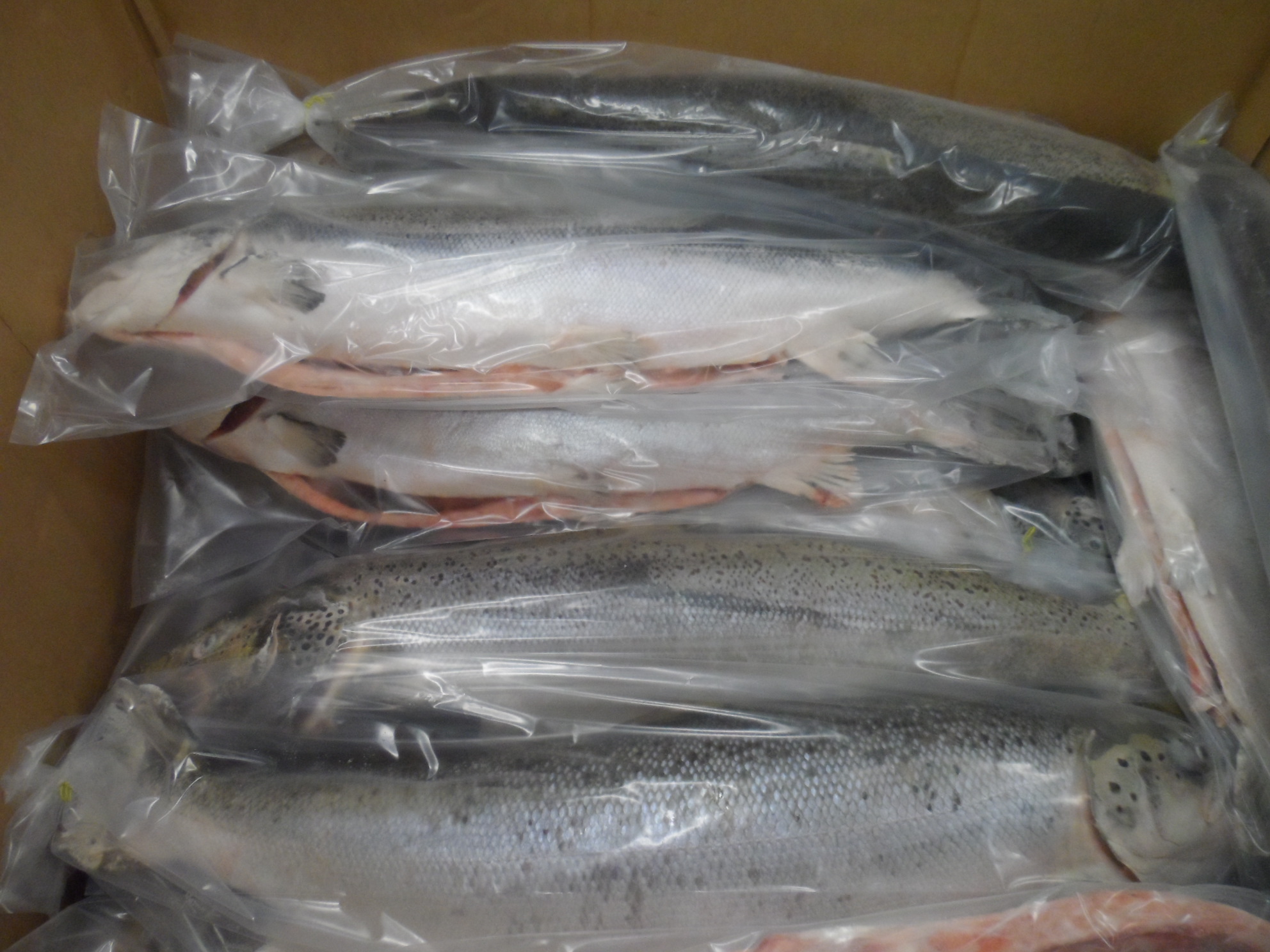 G. Ingason Seafood ATLANTIC SALMON HON GUTTED (SALMO SALAR) G
