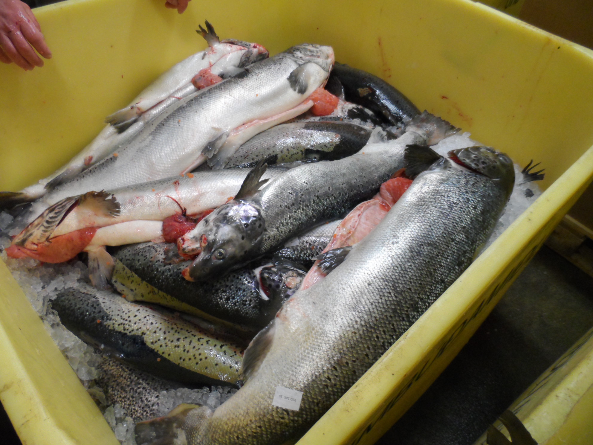 G. Ingason Seafood ATLANTIC SALMON HON GUTTED (SALMO SALAR) G