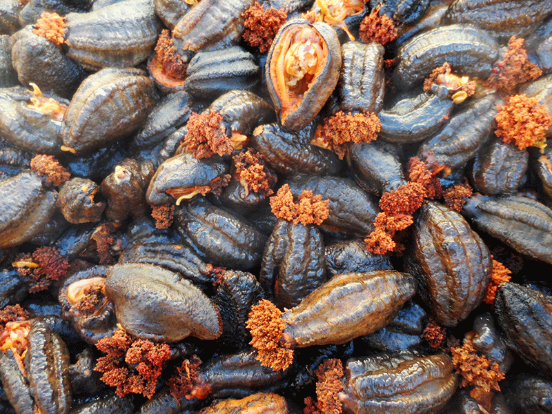 G. Ingason Seafood Sea Cucumber Intestine Fluids G. Ingason Seafood