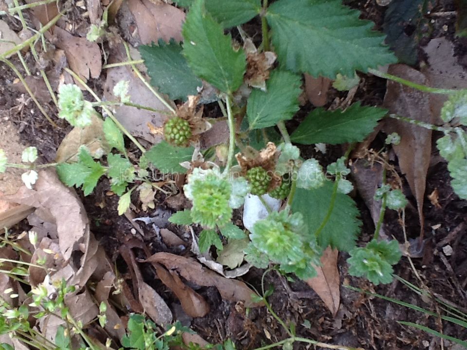 Wordless Wednesday Baby Blackberries