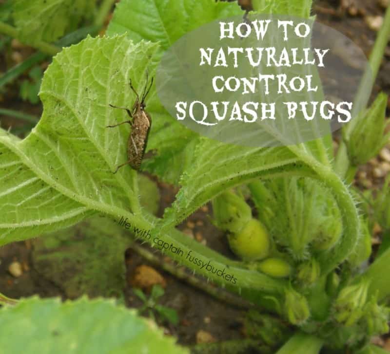 Most Perfect Squash Bug Poison Ideas