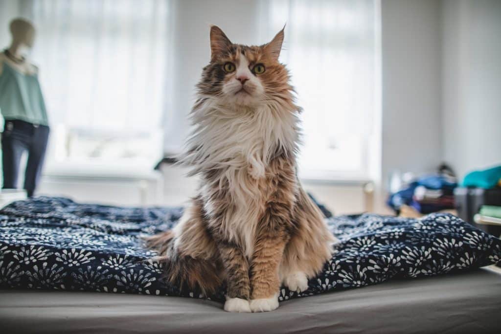 The Best Brushes For Long Haired Cats 2020 Ginger Cat The Best Brushes For Long Haired Cats 2020 Ginger Cat