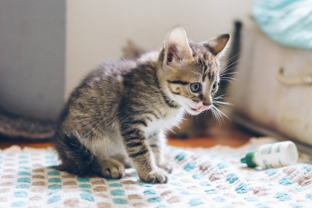 Help! I Accidentally Put Dog Flea Medicine On My Cat