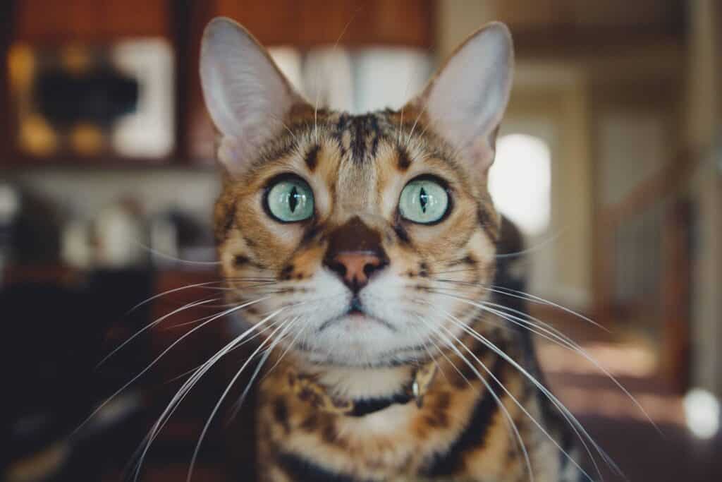 How much do Bengal cats cost? Costs you NEED to know