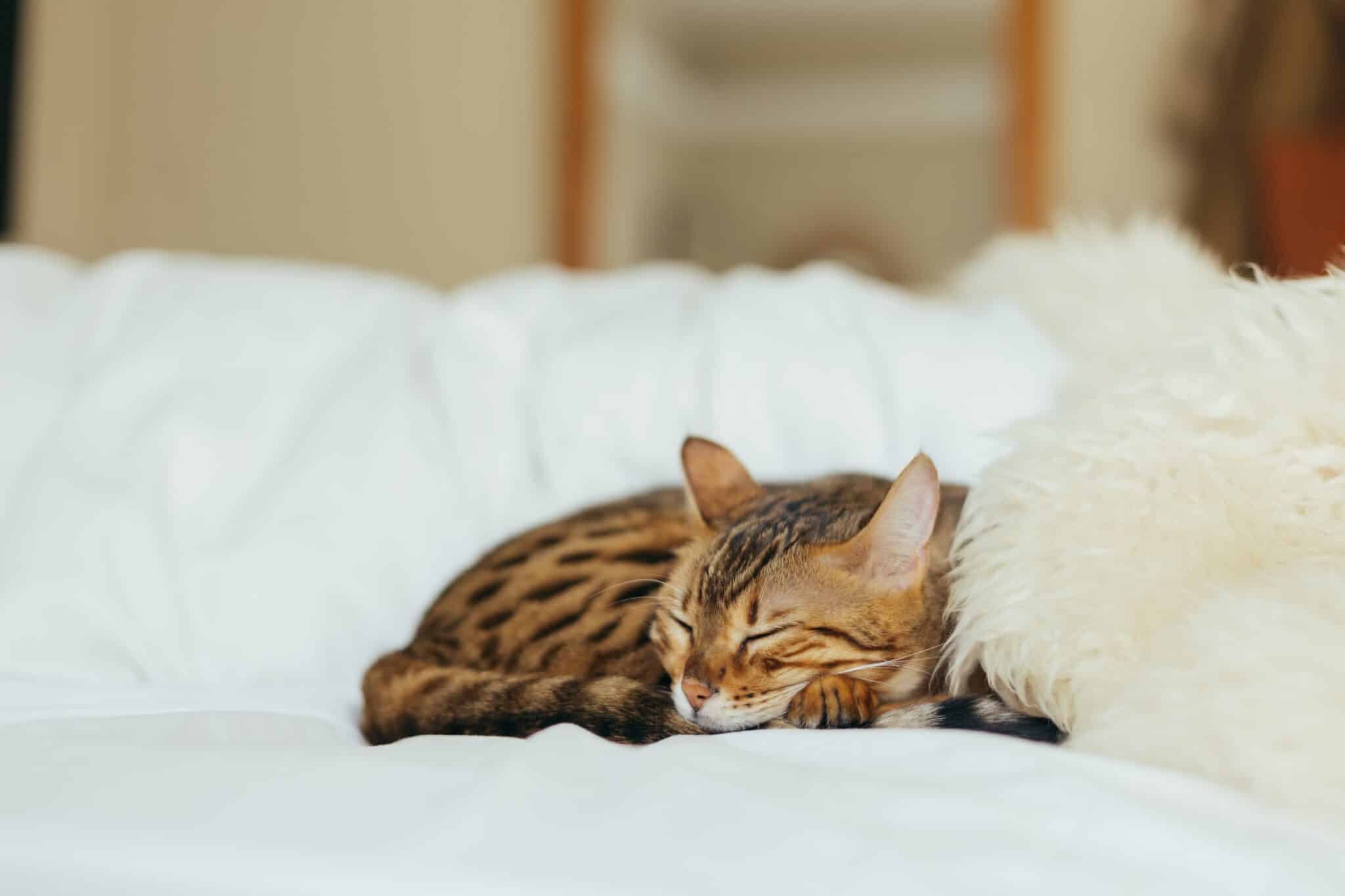 How much do Bengal cats cost? Costs you need to know about