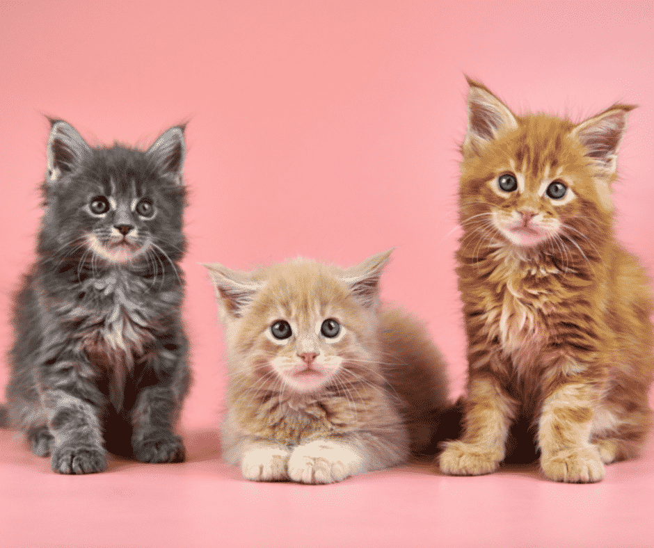 Maine Coon Kittens For Sale In Australia 2023 Breeders, 41 OFF