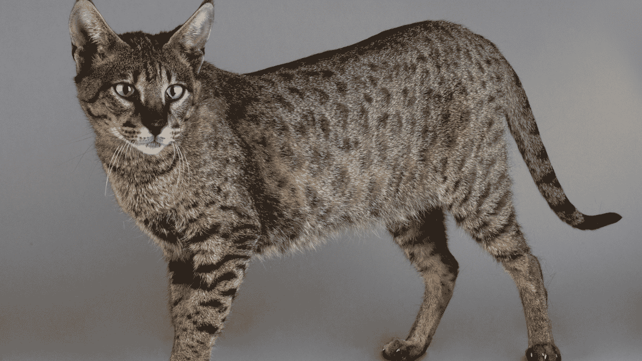 Savannah Cats For Sale List of trusted Savannah Cat Breeders