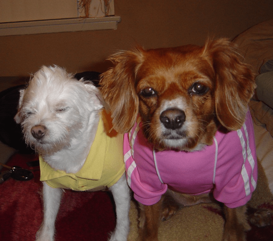 Ching and Snowy King Charles Cavalier Mix and Terrier
