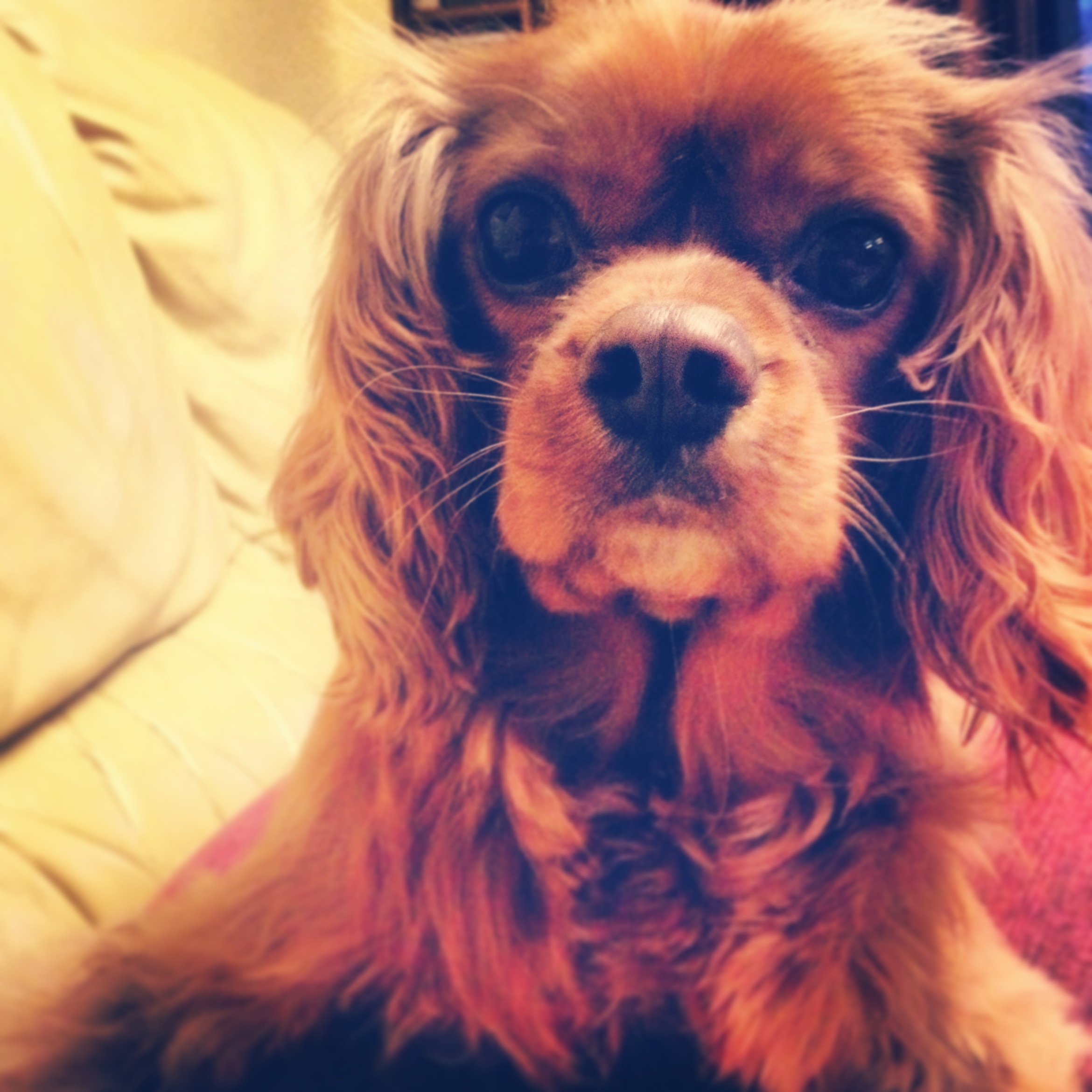 Duke Ruby Cavalier King Charles Spaniel Cavalier King