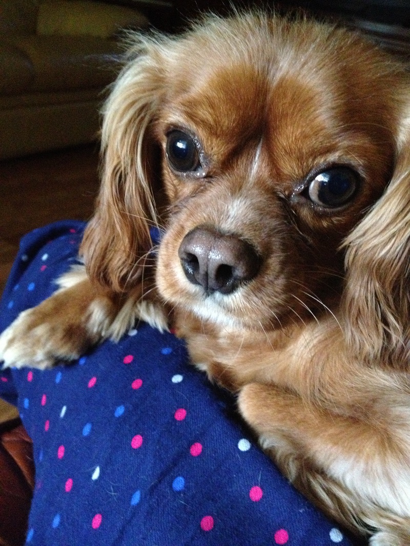 Duke Ruby Cavalier King Charles Spaniel Cavalier King