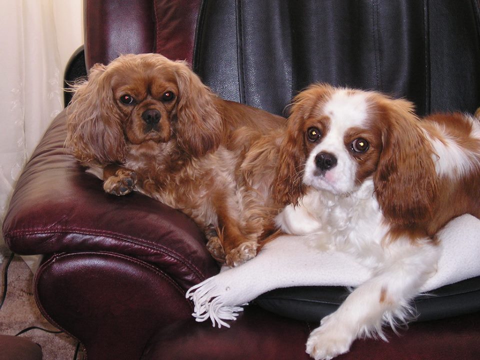 Ruby and Phoebe Ruby and Blenhein Cavalier King Charles Spaniels