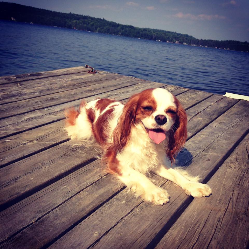 Blenheim Cavalier King Charles Spaniel Cavalier King