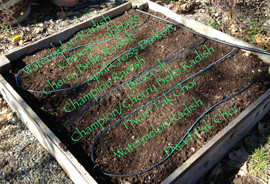 First planting of the year Ginger's Garden Blog