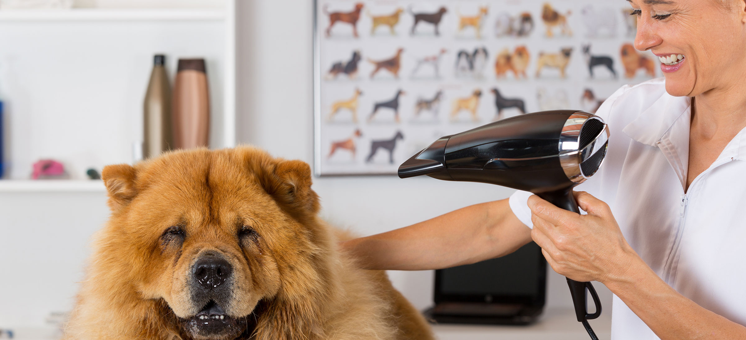 Animal Boarding Gingers Grooming