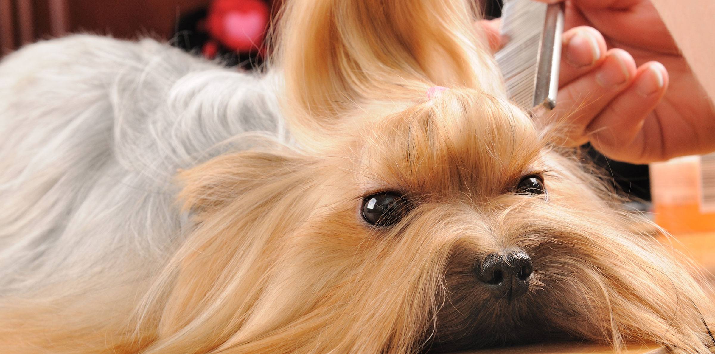 Cat grooming Gingers Grooming