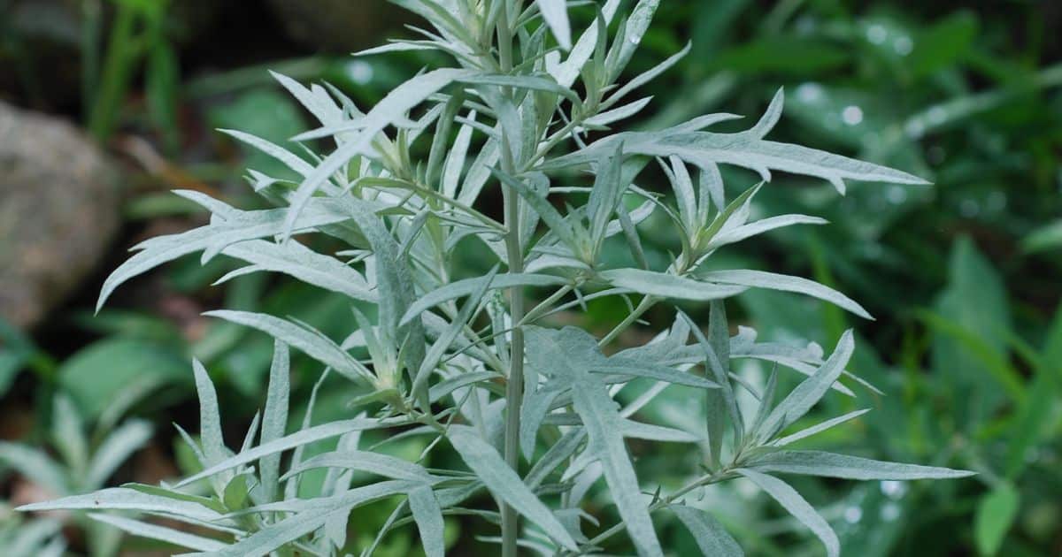 Estafiate The Sacred Journey School of Herbalism