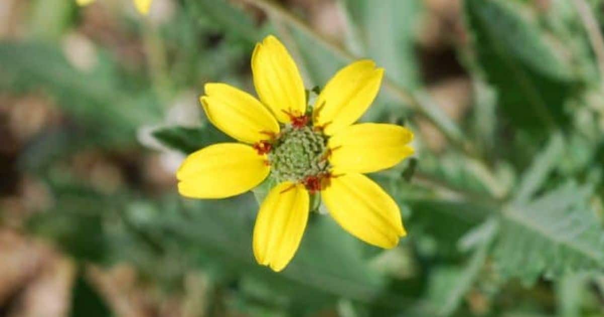 Chocolate Daisy The Sacred Journey School of Herbalism