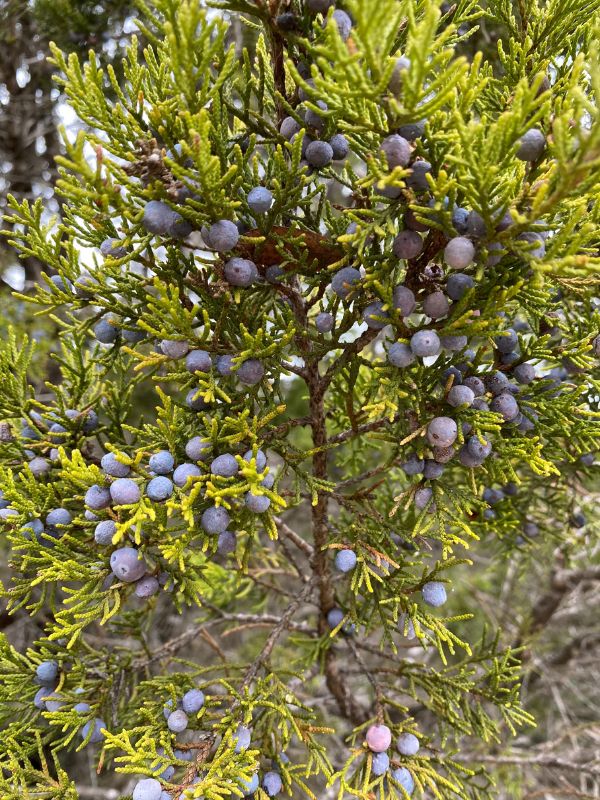 Juniper The Sacred Journey School of Herbalism