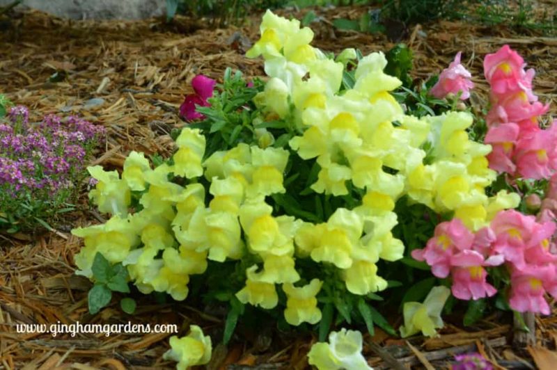 The Best Annual Flowers - Montego Snapdragons