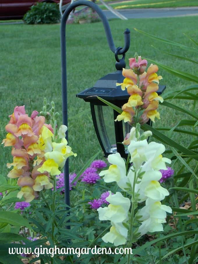 Rocket Snapdragons - The Best Annual Flowers