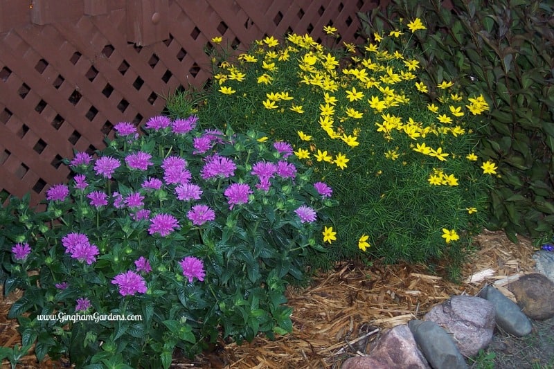 Bee Balm &amp; Zagreb Coreopsis