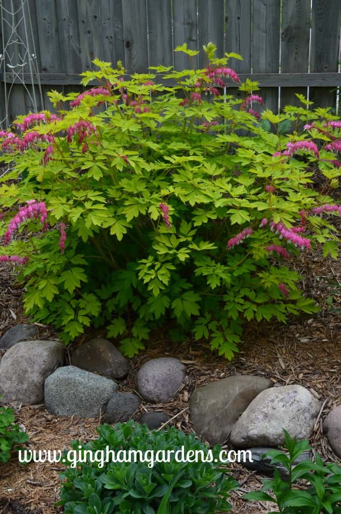 Gold Heart Bleeding Heart