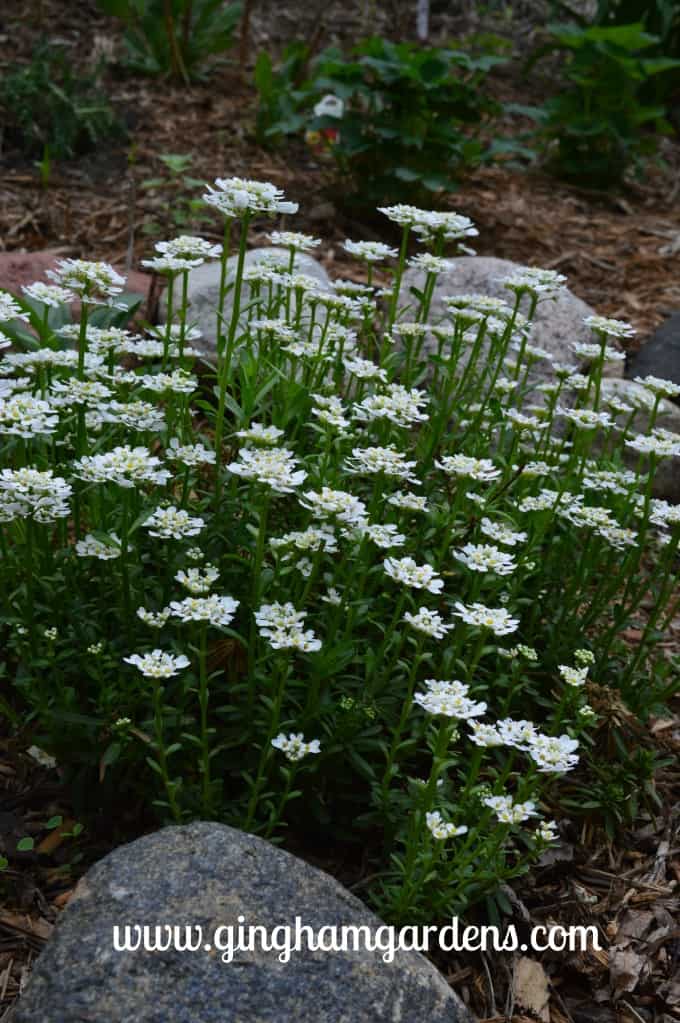 Candtytuft with tiny white flowers is a spring blooming perennial plant.